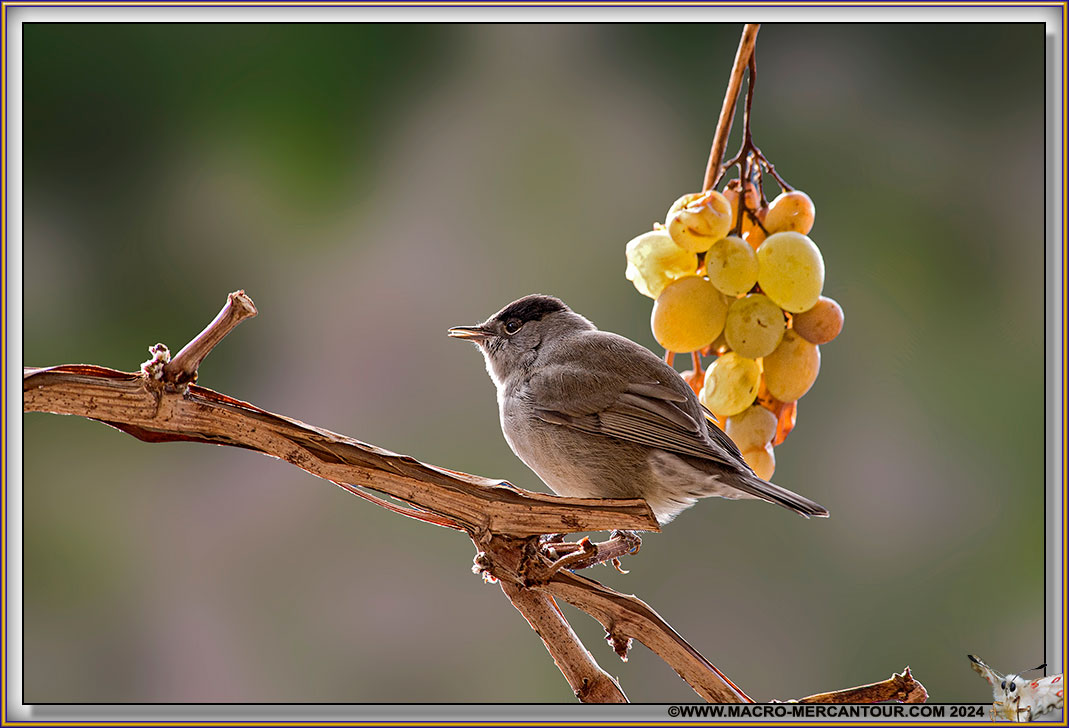 Fauvette à tête noire